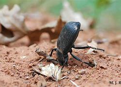 Image result for Stink Beetle