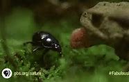 Image result for Frog Eat Bug GIF