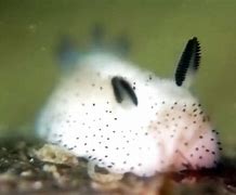Image result for Ocean Animals with Ears