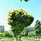 Image result for Quercus palustris Green Dwarf