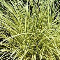 Image result for Carex brunnea Jenneke