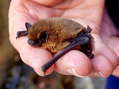 Image result for Tagged Bat