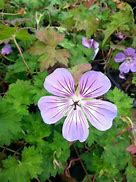 Image result for Geranium Havana Blues ®