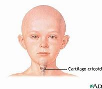 Image result for cricoides