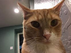 Image result for Cat Photo Close Up Meme Ginger