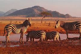 Image result for Mombasa Safari