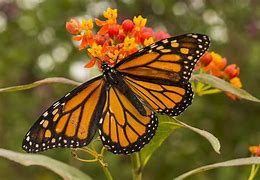 Image result for Butterfly Botanical Gardens