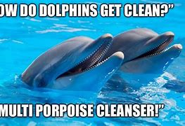 Image result for Dolphin Virus Meme