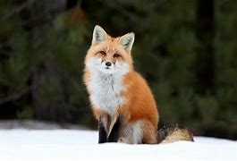 Image result for Forest Animals Fox