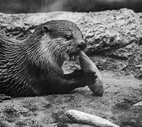Image result for Sea Otter Fun Facts