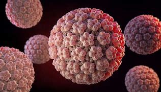 Image result for Human Papillomavirus HPV Virus