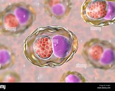 Image result for Trachomatis Bacteria
