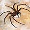 Image result for Giant Huntsman Spider Facts