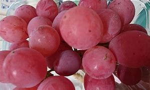 Image result for Treating Grape Diseases