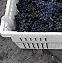 Image result for Grape Vine Climber