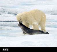 Image result for polar bears eating seal