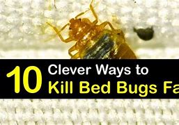 Image result for What Can Kill Bed Bugs
