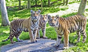 Image result for Bronx Zoo Tiger