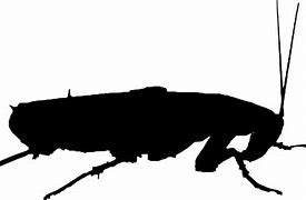 Image result for Roach Silhouette