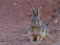 Image result for Arches National Park Wildlife