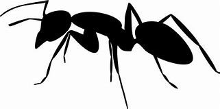 Image result for Ant Silhouette