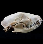 Image result for Raccoon Skull