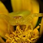 Image result for Albino Ant
