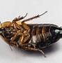 Image result for Wood Roaches vs Cockroaches