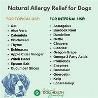 Image result for Dog Allergy Remedies