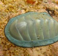 Image result for chiton