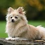 Image result for Cute Puppy Pomeranian