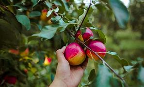 Image result for Michigan Apple Orchard