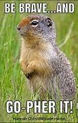 Image result for Gopher Everything Is Fine Meme