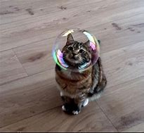 Image result for Cat with Bubbles On Head Meme