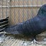Image result for Swift Red Pigeon
