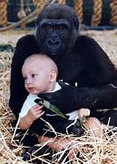 Image result for Gorilla Human Girl