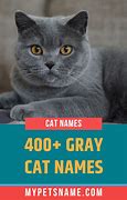 Image result for Hypersalivaint Grey Cat Meme