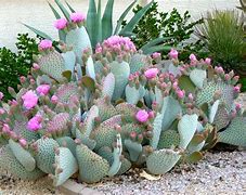 Image result for Rare Texas Desert Flowers