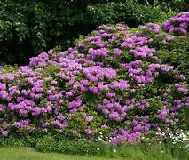 Image result for Rhododendron ponticum