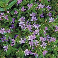 Image result for Vigoro Purple Plants