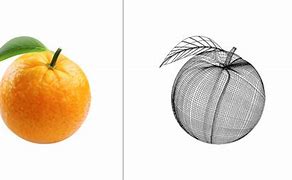 Image result for Fruits Illustration Mesh