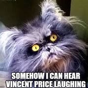 Image result for Frazzled Cat Meme