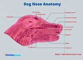Image result for Dog Nose Anatomy