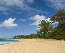Image result for Palm Tree Ocean