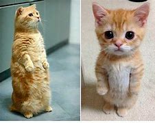 Image result for Munchkin Cat Standing Meme