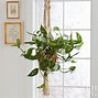 Image result for Hanging Plant Hooks Outdoor