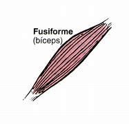 Image result for fusiforme