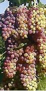 Image result for Grapes sunburn