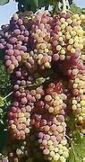 Image result for Sunscald Grapes