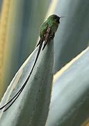 Image result for Polyonymus Trochilidae